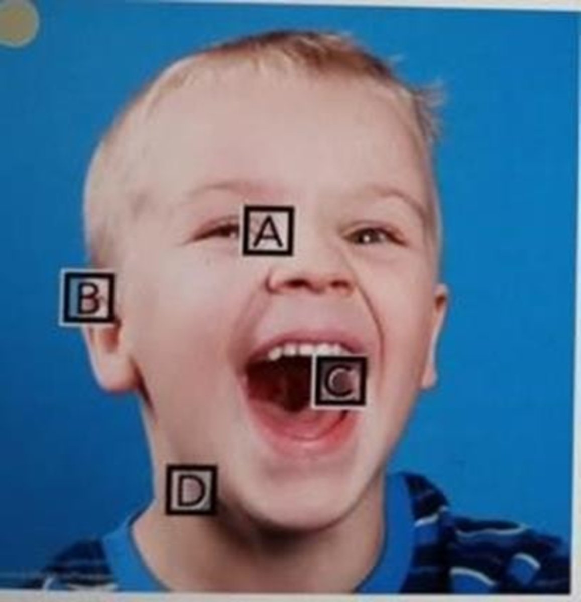 <p>C</p>