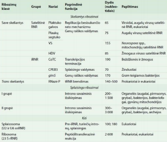 <p>Katalitiškai aktyvi RNR</p>
