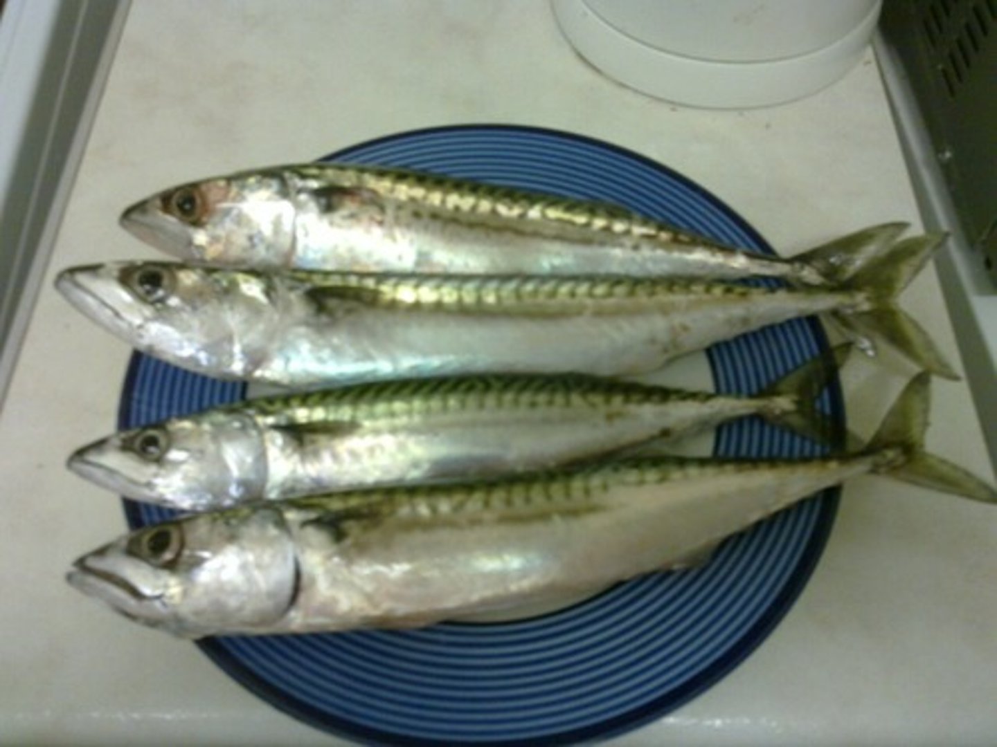 <p>A species of fish known for its oily flesh. (cá thu)</p>