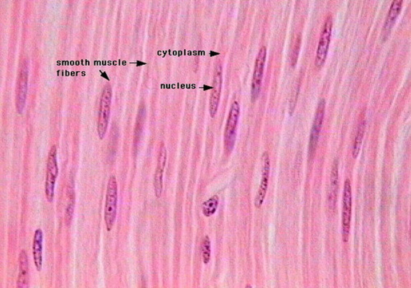 <p>Which type of muscle tissue lacks striations and is involuntary?</p>