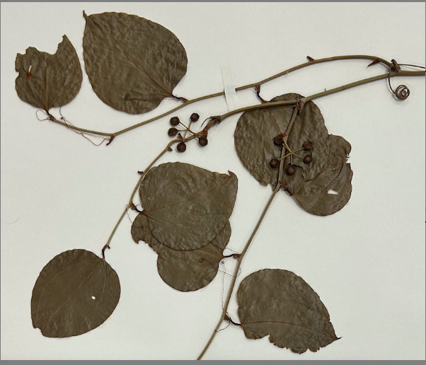 <p>Liliales</p><p>Smilacaceae</p><p><em>Smilax rotundifolia</em></p><p>female flower and fruit</p>