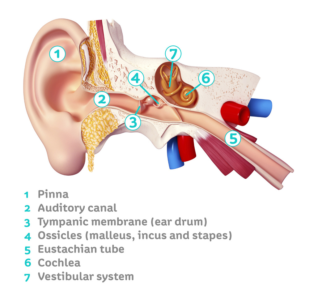 <p>auditory canal</p>