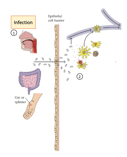 <p><strong>overview of immunologic networks</strong></p><ol><li><p>pathogens enter the body through mucosal surfaces or skin</p></li><li><p>the pathogen is detected by resident phagocytic cells (yellow), triggering ______</p></li></ol><p></p>