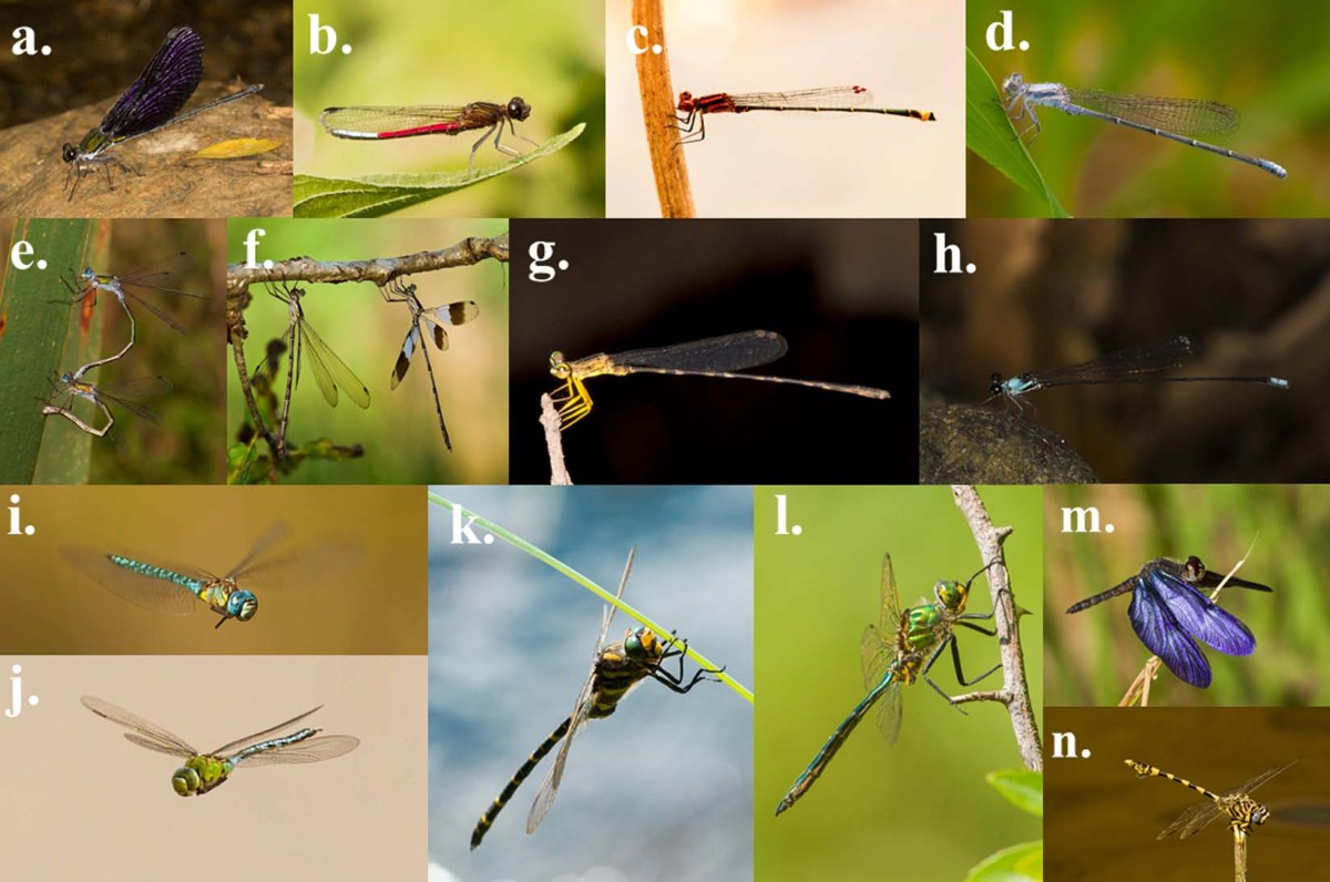 <p>dragonflies and damselflies</p>