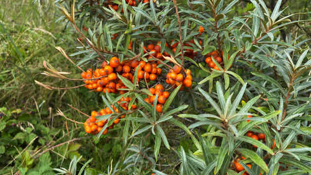 <p>Hippophae rhamnoides</p>