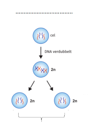 <p>Wat vertegenwoordigt dit?</p><p>Wat zijn de ‘2n’?</p>
