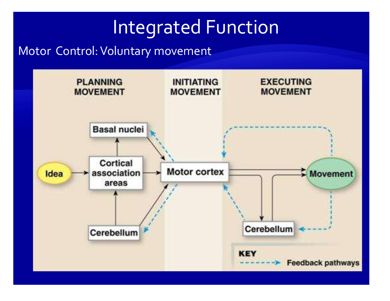 <ul><li><p>premotor cortex sends signal to motor cortex</p></li><li><p>through the corticospinal tract carries signals from motor cortex to spinal cord/lower brain regions (basal nuclei/cerebellum)</p></li><li><p>basal nuclei regulate movement and tell when to start/stop</p></li><li><p>cerebellum deals with coordination/posture and ADDITIONALLY involved in error correction</p></li><li><p>ventral horn of spinal cord → directly stimulate muscle groups.</p></li></ul><p></p>