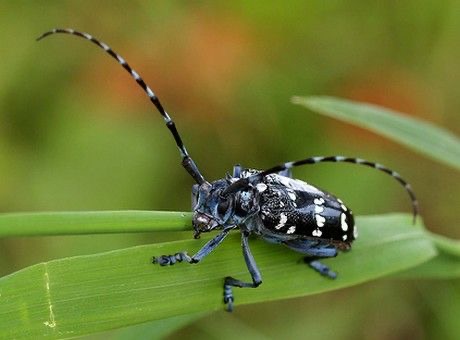 <p>Citrus long-horned beetle</p>