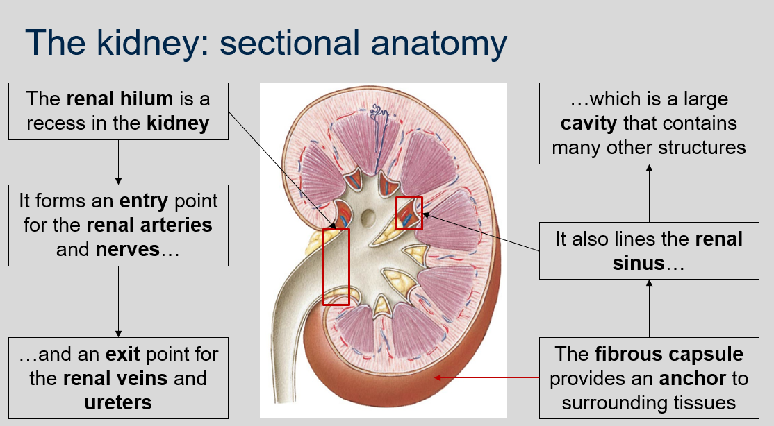 The renal hilum is a recess in the kidney that serves as an entry point for the renal arteries and nerves, and an exit point for the renal veins and ureters. 