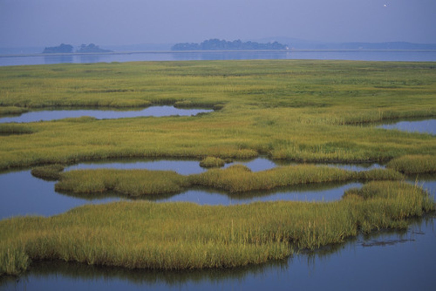 <p>A lowland area, such as a marsh or swamp, that is saturated with moisture almost all the time, especially when regarded as the natural habitat of wildlife.</p>