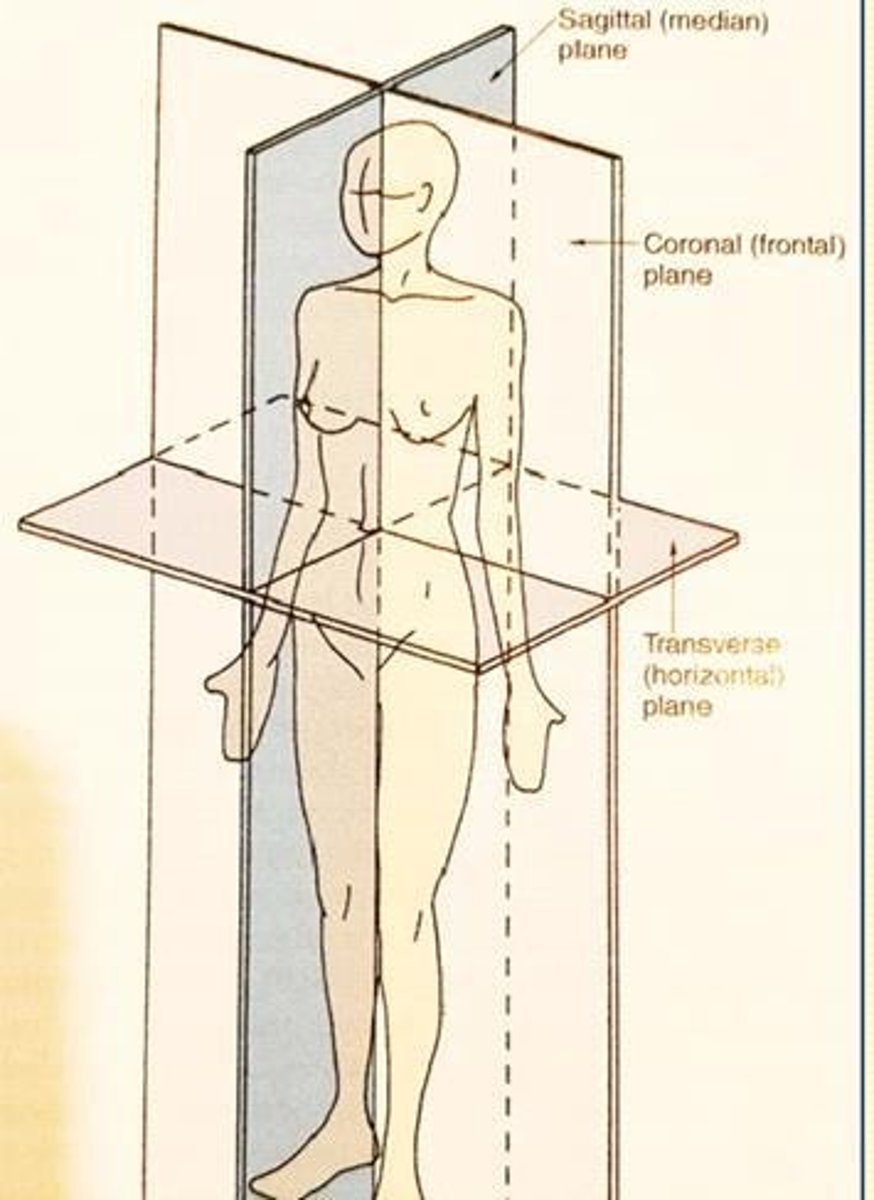 <p>Divides body into left and right side (line from front to back)</p>