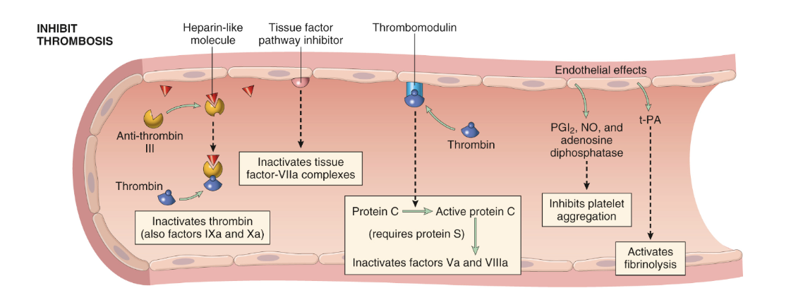 <p>Uttrycker molekyler för protein C/S systemet:</p><ul><li><p><strong>Trombomodulin</strong>: Bildar komplex med EPCR.</p></li><li><p><strong>EPCR</strong>: Endotelial protein C receptor. Binder protein C. </p></li><li><p><strong>Heparin-liknande molekyler</strong>: Binder till antitrombin III och accelererar dess effekt.</p></li><li><p><strong>TFPI</strong>: Inhiberar komplex med faktor VII. </p></li></ul><p>Friskt endotel gör även följande:</p><ul><li><p><strong>NO</strong>: Inhiberar aggregation av trombocyter. </p></li><li><p><strong>PGI<sub>2</sub></strong>: Inhiberar aggregation av trombocyter. </p></li><li><p><strong>Adenosindifosfatas</strong>: Bryter ner ADP som annars aktiverar trombocyter. </p></li></ul>