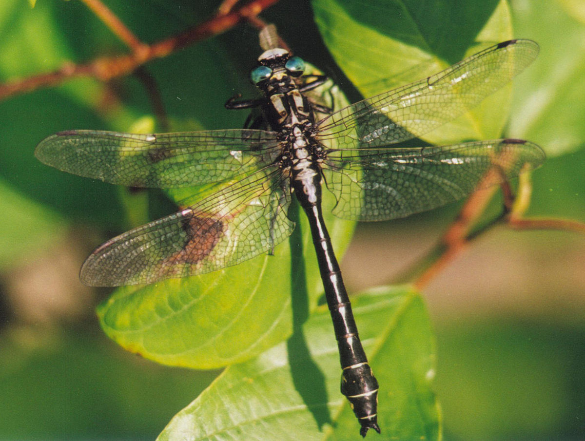 <p>Clubtails</p>