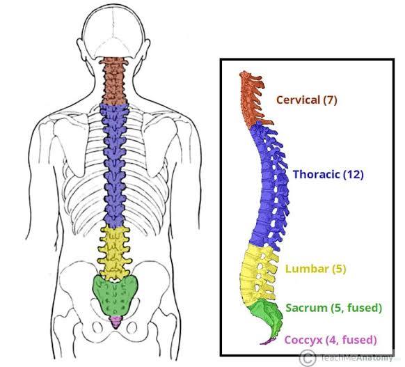 <p>Cervical vertebrae</p><p>Thoracic Vertebrae</p><p>Lumbar Vertebrae</p><p>Sacral Vertebrae</p><p>Coccygeal vertebrae</p>