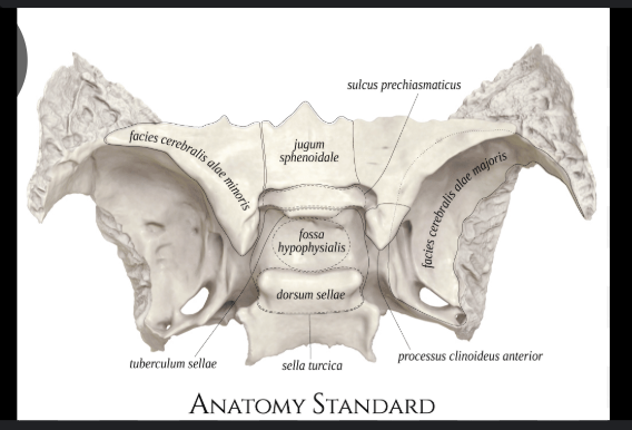<p>Content:</p><ol><li><p><strong>Optic nerve</strong> (CN II)</p></li><li><p><strong>Ophthalmic</strong> <strong>artery</strong></p><p></p></li></ol><p></p>