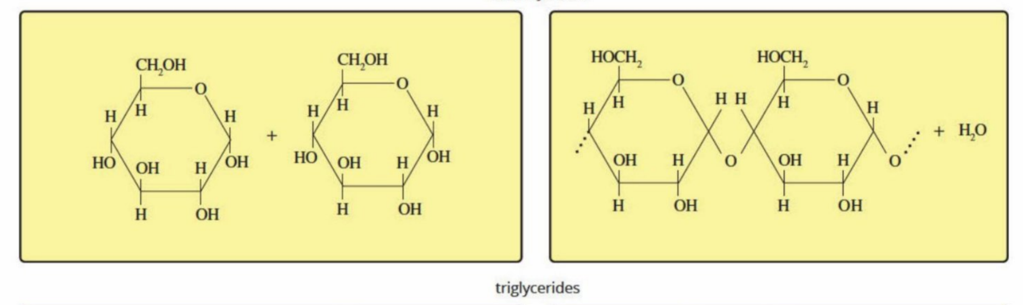 <p>Hydrolysis: Hydrolyzed into monosaccharides and disaccharides by hydrolysis of ether bond</p><p>Condensation: Are converted back into polysaccharides such as glycogen for energy stores</p>