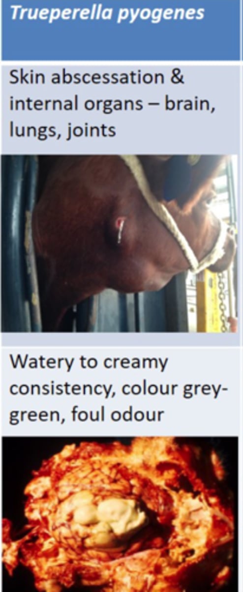 <p>1. Mucosae</p><p>2. Tick/Wire/ Feet Wounds</p><p>3. WBCs</p><p>4. Abscessation of Skin and Internal Organs</p>