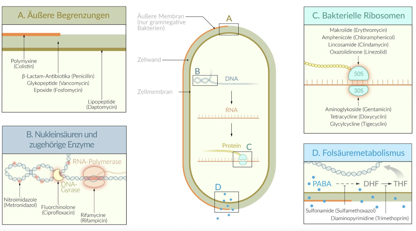 <p>A. Bacterial ribosome</p>