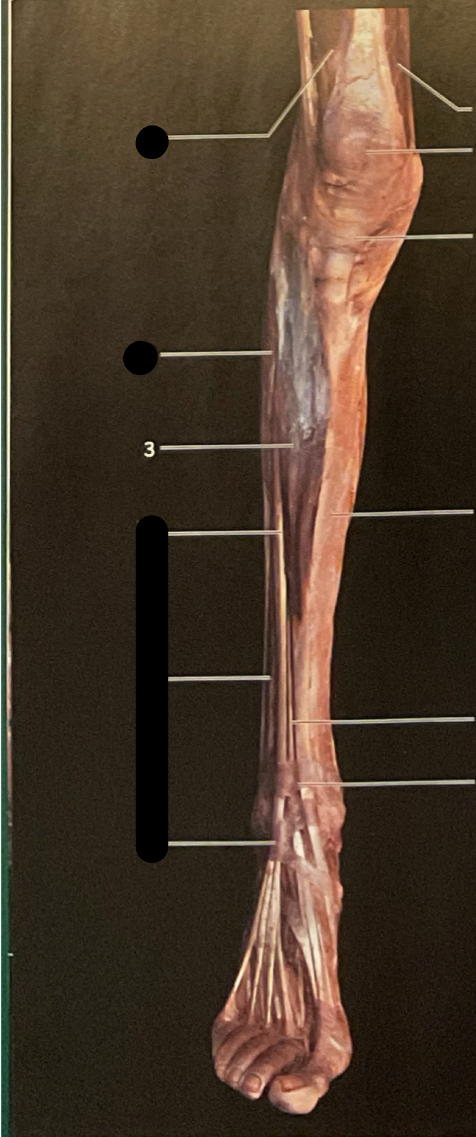 knowt flashcard image