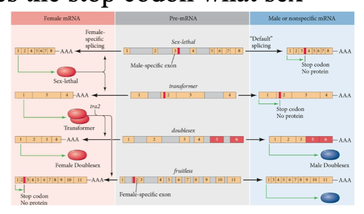 If there is a mutation in the male specific exon of sex-lethal (Sxl) that removes the stop codon what sex would offspring be?