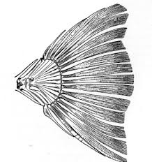 <p>caudal tail wehre last vertebra is modified into small plate to which caudal fin rays are attached</p>