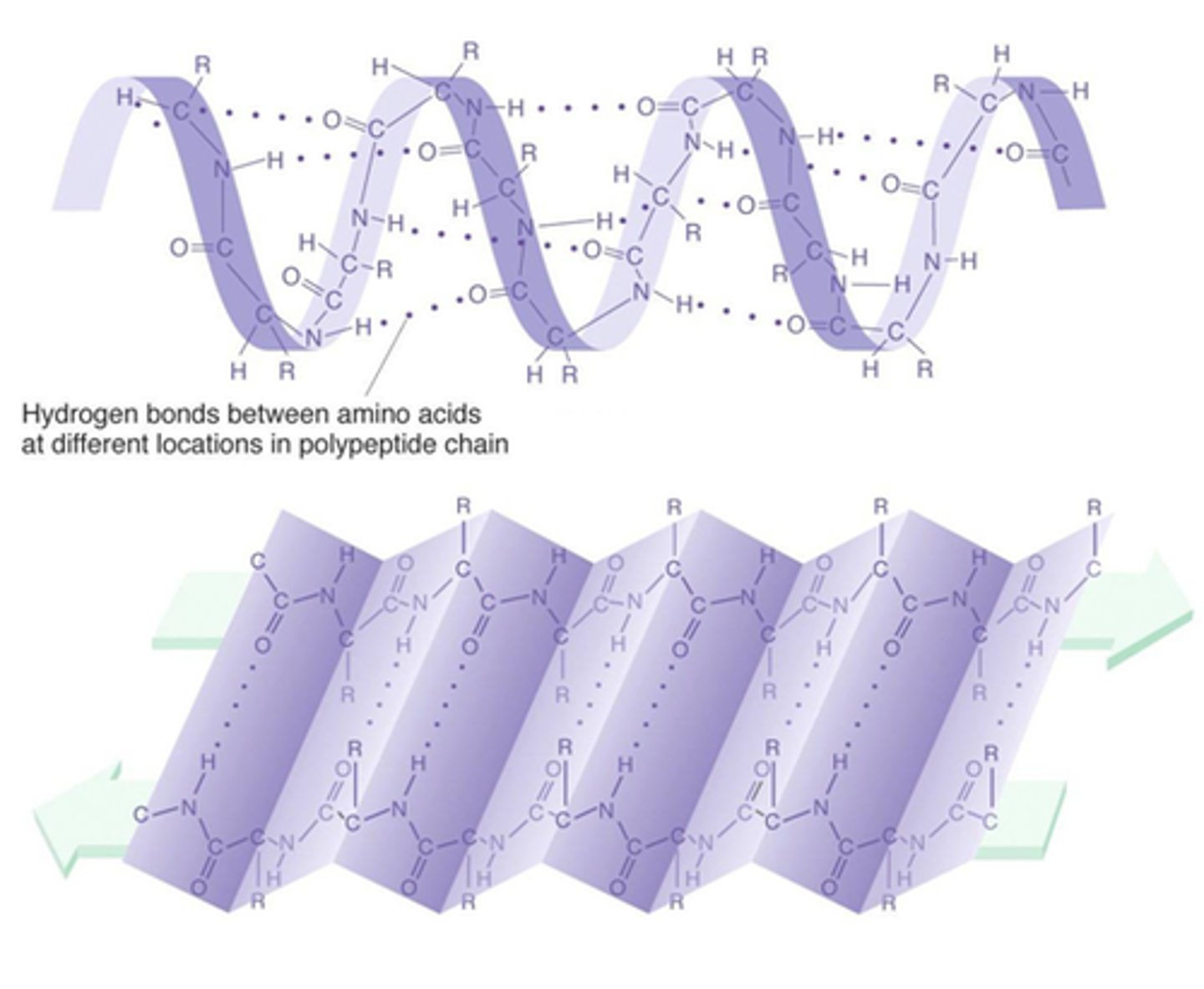 <p>Regions of repetitive coiling or folding of the polypeptide backbone of a protein due to hydrogen bonding between constituents of the backbone (not the side chains).</p>