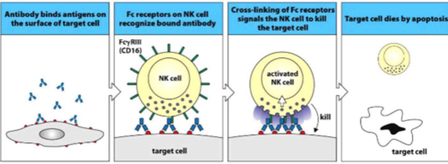 <p>CD16 killing pathway</p>