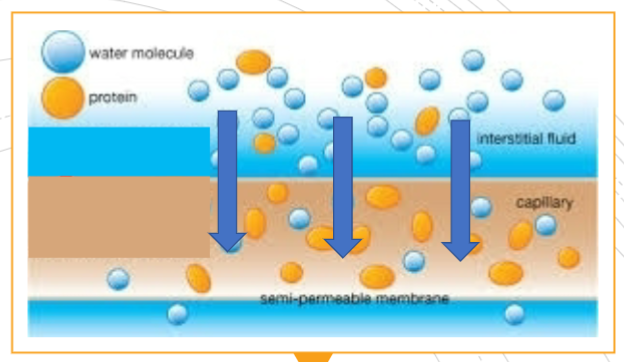 <p>the pull on water due to the presence of proteins (colloid)</p><p>** “solutes suck” → water goes to where more proteins/solutes are</p>