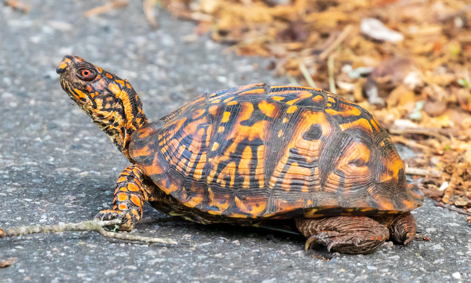 <p>Eastern Box Turtle </p>
