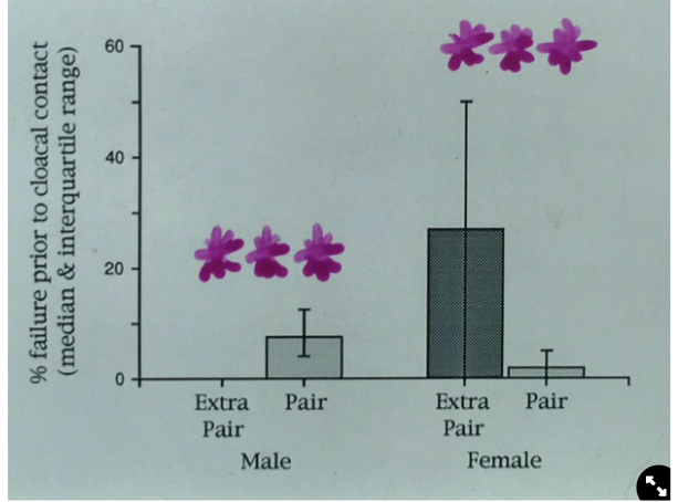 <ul><li><p>predict→ males allocate sperm to extra pair copulations more than pair copulations as they are not guaranteed another EPC</p></li><li><p>results→ EPC were significantly less likely to result in failed copulations:<img src="https://knowt-user-attachments.s3.amazonaws.com/53cdcb34-6039-4cc5-8b79-e7507cc54d15.png" width="306" height="235.5">  </p></li><li><p><span>results→</span></p><ul><li><p><span>males terminated significantly fewer extra pair mountings than pair mountings</span></p></li><li><p><span>females terminated significantly more extra pair mountings than pair mountings</span></p></li></ul><p>→ <strong>YES, males nearly always manage to produce ejaculate with extra pair females and so can allocate sperm to them</strong></p></li></ul>