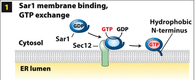 <p>Sar1 GTPase recruited from cytoplasm to ERES membrane via Sec12 binding (functions as GEF, catalyzes GDP—&gt;GTP exchange on Sar1)</p><ul><li><p>GTP binding causes conformational change to expose amphipathic hydrophobic N-T (anchors into ERES membrane)</p></li><li><p>Sar1-GTP integrated in cytoplasmic leaflet of ERES bilayer</p></li></ul>