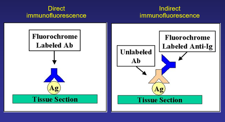 \-labeling of antibodies or antigens with fluorescent dyes 

\-substances labeled are studied with fluorescent microscope

\-fluorescein is a dye which emits greenish fluorescence under UV light

\-Two ways:

* direct immunofluorescence 
* indirect immunofluorescence- uses a secondary fluorochrome antibody that recognizes the first unlabeled antibody that is specific for the viral antigen; better than direct immunofluorescence because it creates amplified results that are much easier to detect