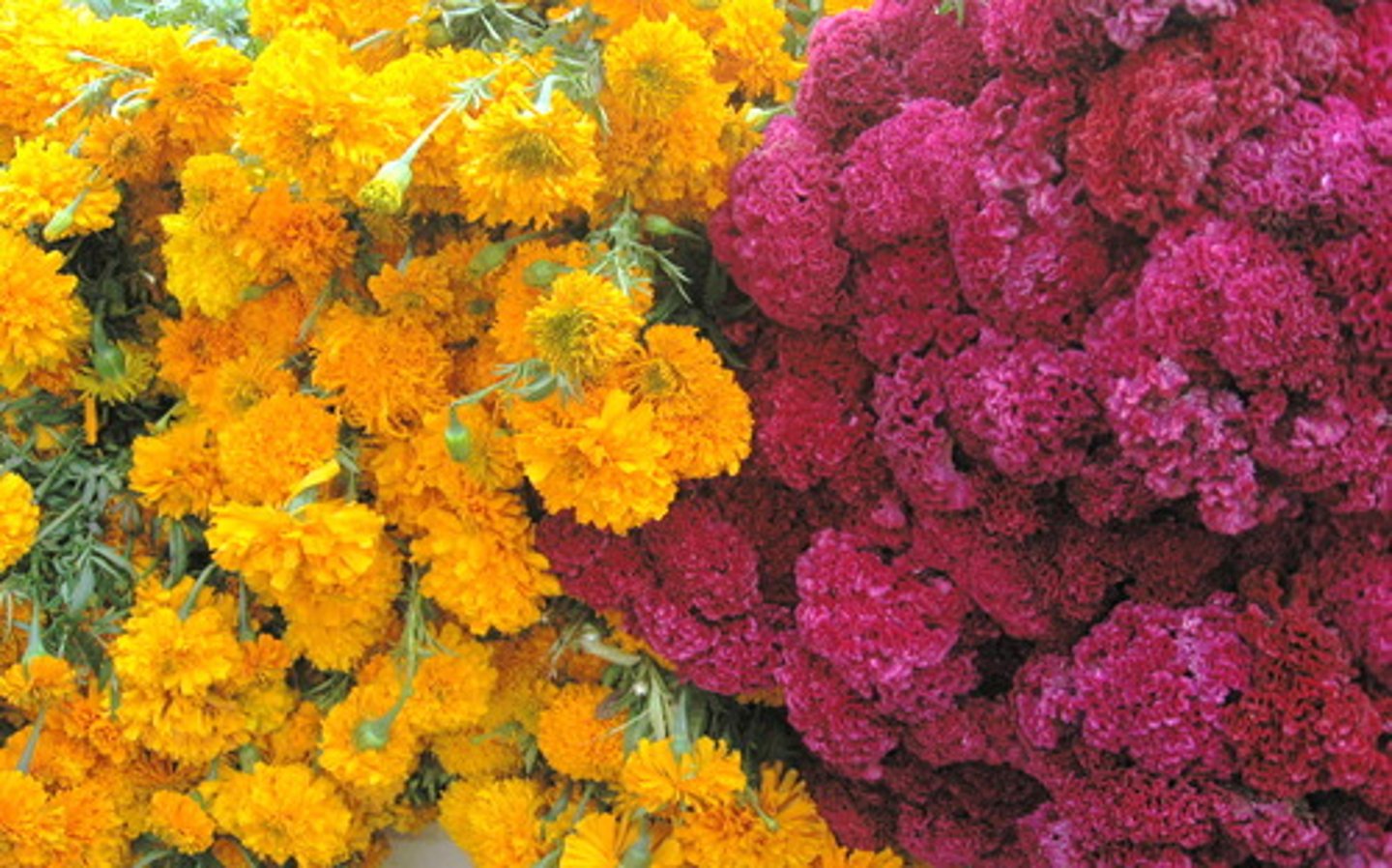 <p>flowers</p>