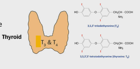 <ul><li><p>Vertebrates have a thyroid gland. Mammals have W shaped thyroid gland that hugs larynx (voice box) in throat</p></li><li><p>makes 2 hormones</p><ul><li><p>T3 or <strong>triiodothyronine</strong></p><ul><li><p>3 iodines in structure</p></li></ul></li><li><p>T4 (thyroxine) or <strong>tetraiodothyronine</strong></p><ul><li><p>4 iodines in structure</p></li></ul></li></ul></li><li><p>Thyroid hormones have iodine atoms in structure. This makes them unique to other compounds in biology. Iodine in diet is needed to build thyroid hormones</p></li><li><p>thyroid hormones have role in</p><ul><li><p>Maintaining SMR/BMR</p></li><li><p>Neurological development in utero</p></li></ul></li><li><p>Thyroid hormones also affect BMR/SMR by influencing NA-K-ATPase activity, protein synthesis and proton leak</p><ul><li><p>Inject animlas with more thyroid hormones = more activity in these 3 mechanisms</p></li></ul></li></ul><p></p>