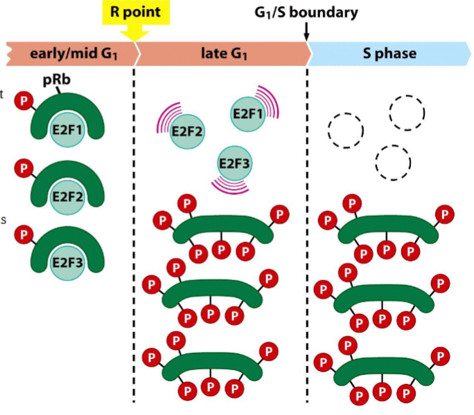 <p><span>pRb controls the transcription activity of E2Fs</span></p>