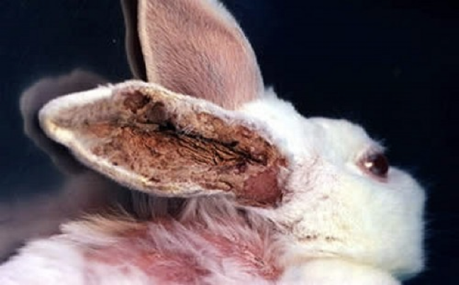 <p>what kind of mite</p>