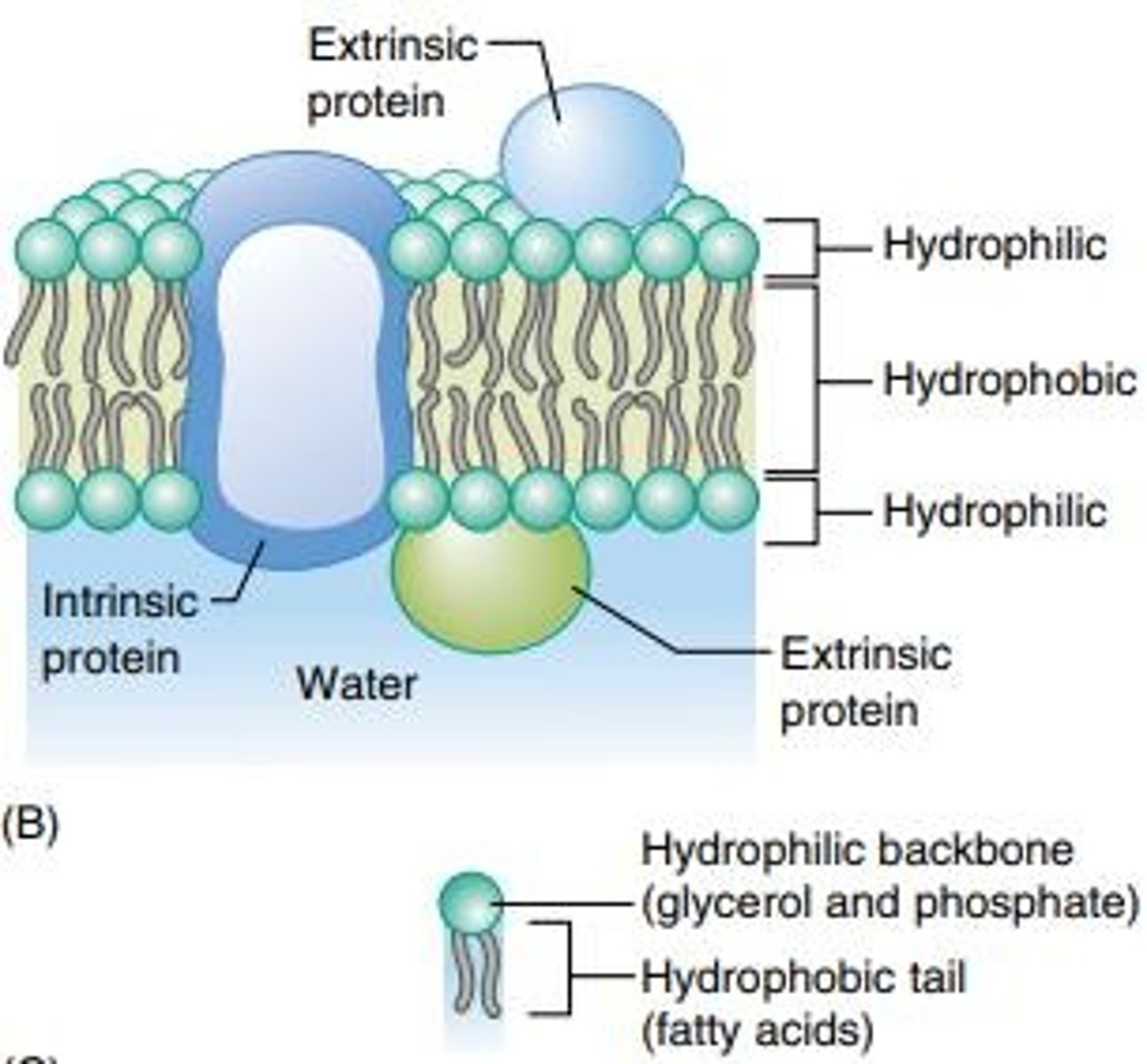 <p>A model describing the structure of cell membranes as a dynamic, fluid-like arrangement of phospholipids and proteins.</p>