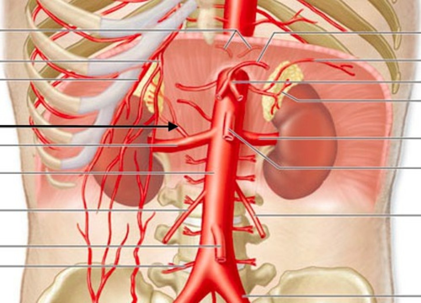 <p>Adrenal arteries</p>