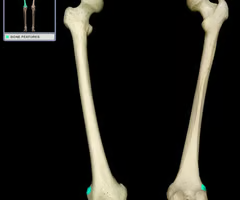 <p>projection above the lateral condyle of femur </p>