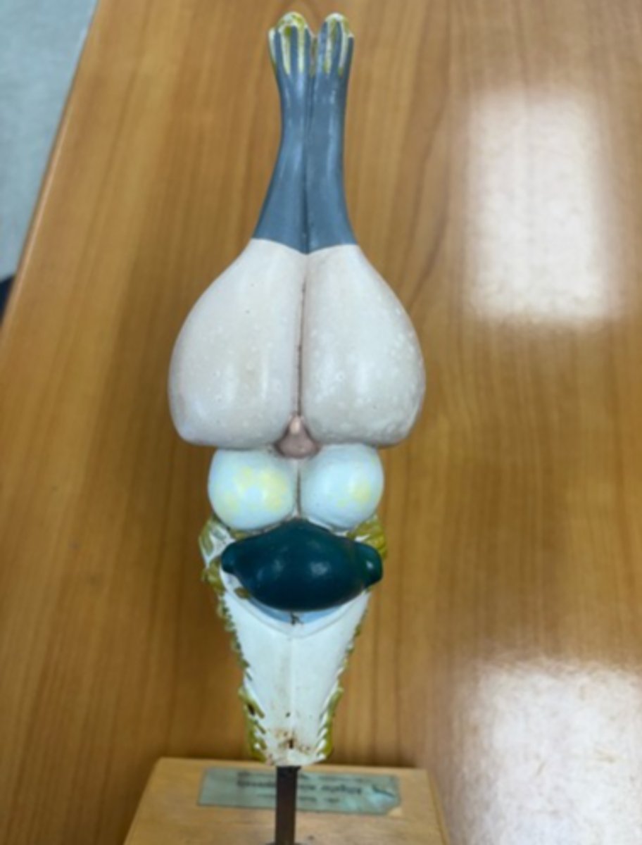 <p>White round structure and animal</p>