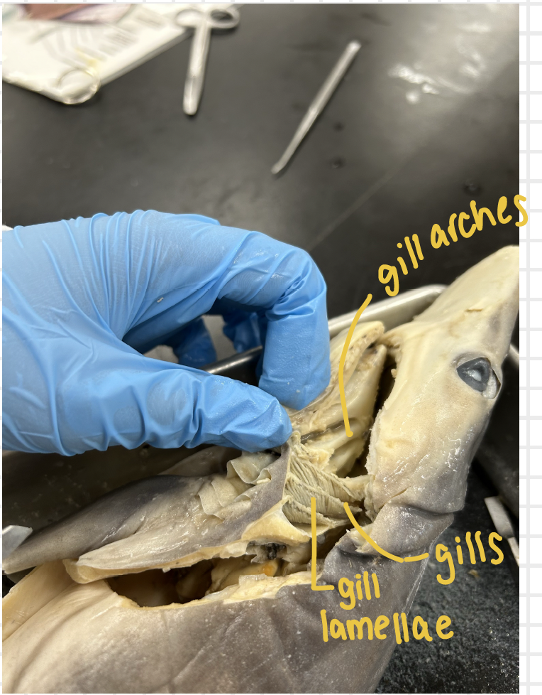 <p>shark</p>
