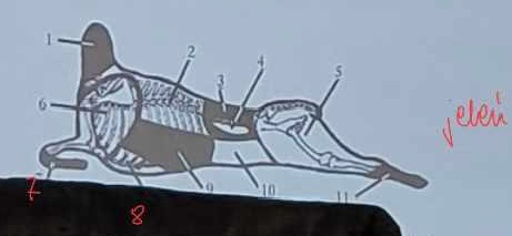 <p>jeleń 8</p>