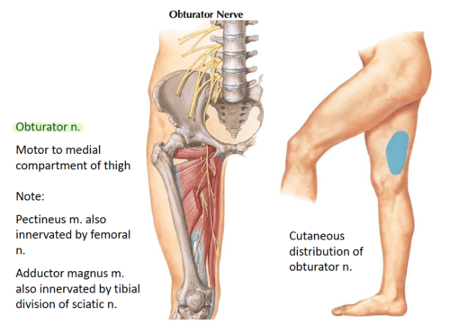 <p>-L2, L3, L4</p><p>-obturator externus, adductor longus, adductor brevis, gracilis, adductor magnus (with sciatic), pectineus (with femoral)</p>