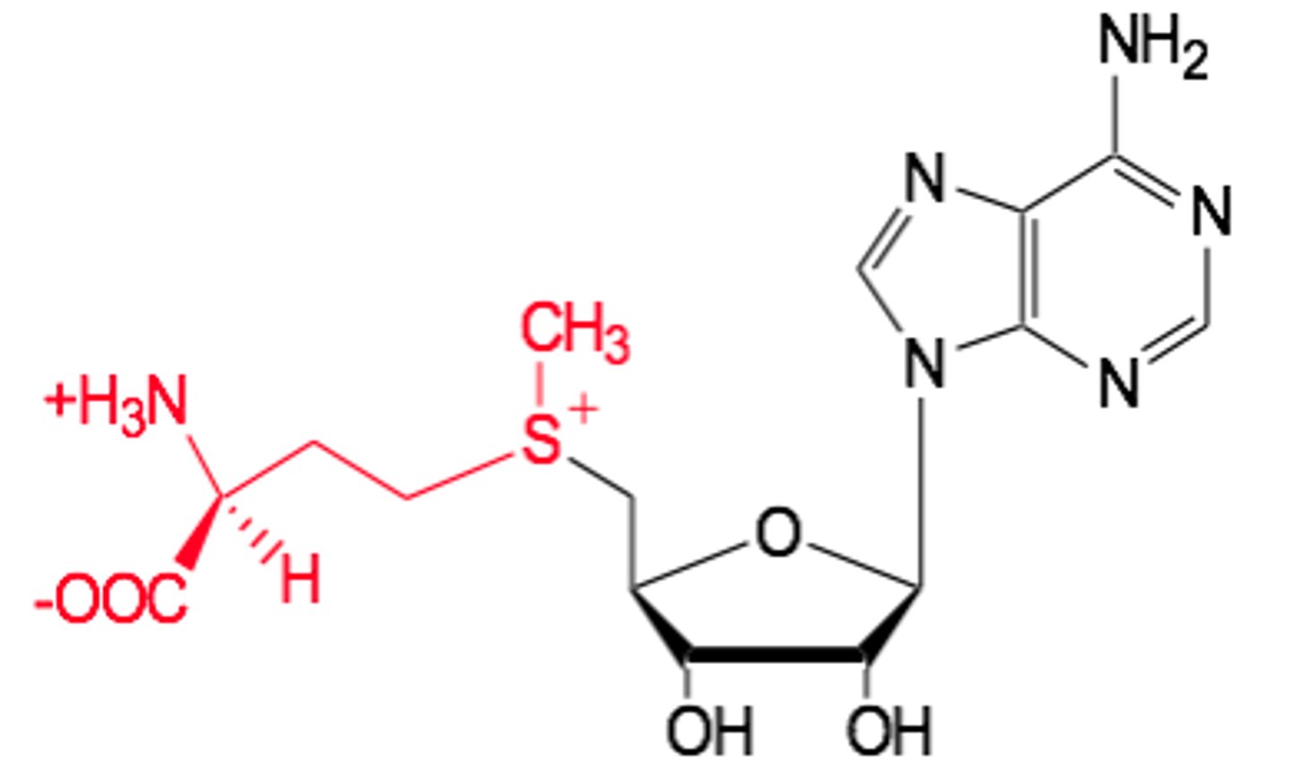 <p>- methyl group donor</p><p>1) Synthesised from methionine and ATP by methionine adenosyl transferase (producing Pi and PPi).</p><p>2) Methyl group can be transferred to nucleic acids, proteins, lipids, and metabolites.</p><p>3) The S+-CH3 group makes the CH3 group actively want to leave the molecule attach to another compound.</p>