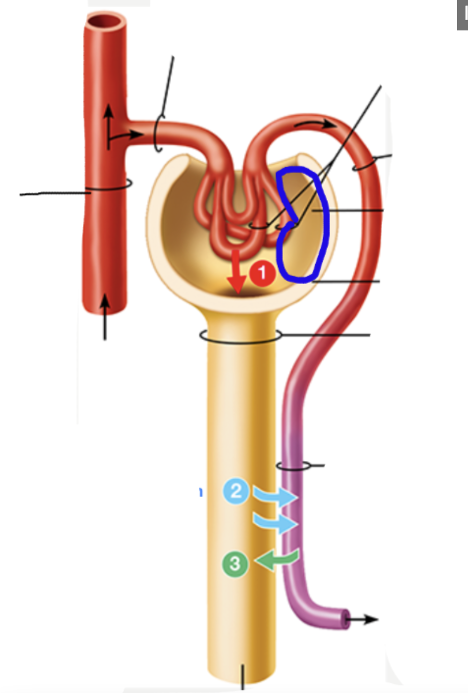 knowt flashcard image
