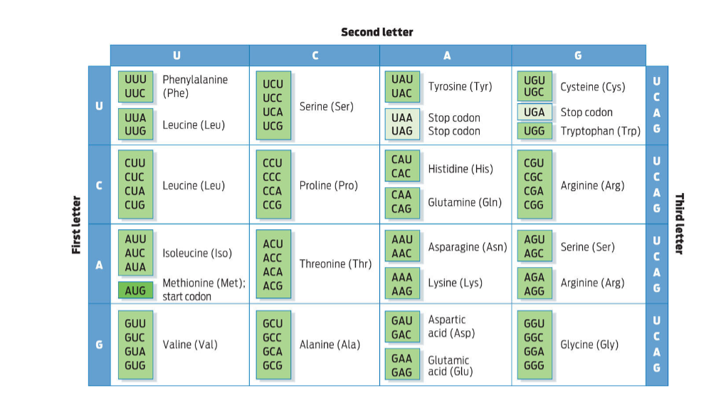 <p><span>For the following questions, refer to Gene 3 in the question above.</span><br><span>a. What substitution mutation in Gene 3 above would produce the following amino acid chain?</span><br><span>Met, Val, Iso, Glu, Thr, Trp, Gln, Arg, Arg, Arg, Tyr, Asn, (stop)</span></p><p><span>Gene 3:</span></p><p>mRNA strand <strong>AUG GUU AUU GAG ACU UUG CAG CGA CGU AGA UAC AAU UGA</strong></p><p> </p><p>amino acid chain <strong>MET, VAL, ISO, GLU, THR, LEU, GLN, ARG, ARG, ARG, TYR, ASN, STOP</strong></p>