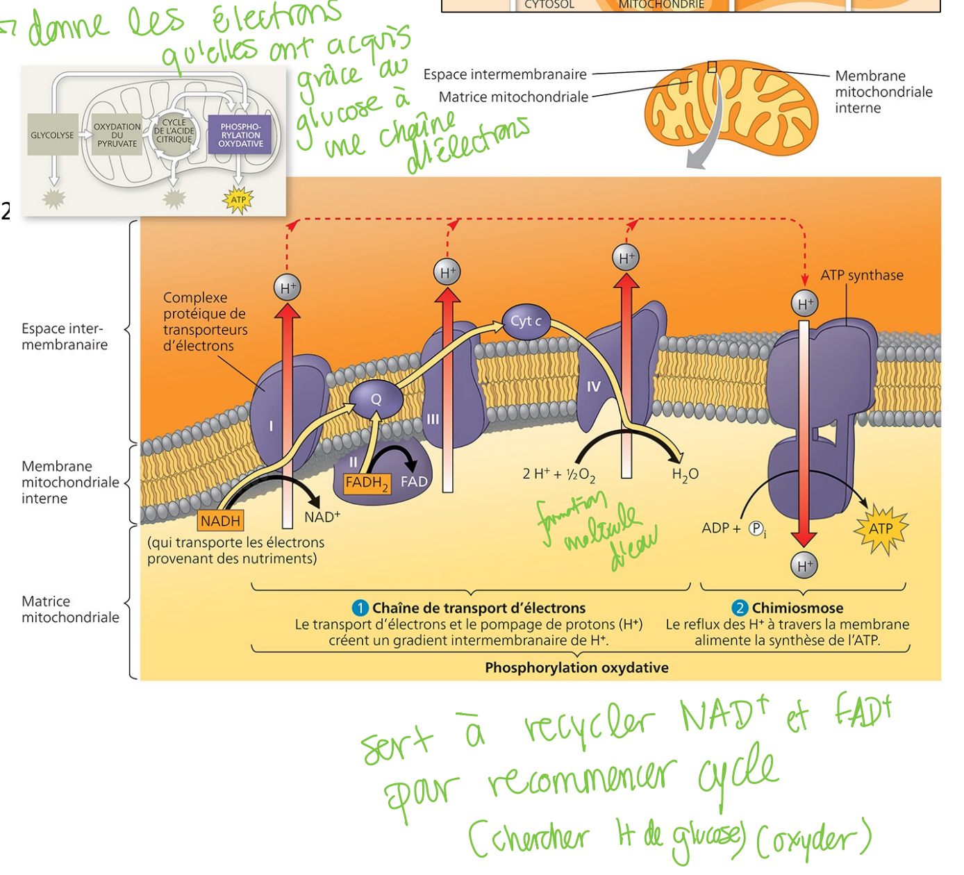 <p>• au niveau de la membrane interne de la mitochondrie</p><p>• accumulation des NADH et FADH<sub>2</sub></p><p>dans la matrice mitochondriale</p><p>• étape 1: oxydation des NADH et FADH<sub>2</sub></p><p>par O<sub>2</sub> (accepteur final d'électrons)</p><p>• chaîne de transport d'électrons</p><p>= protéines et molécules qui</p><p>se réduisent et s'oxydent</p><p>• protéines <span data-name="arrow_right" data-type="emoji">➡</span> pompes à protons</p><p>(transport acIf primaire)</p><p>= créent gradient électrochimique (H+)</p><p>• NADH = 2 é = 10 H+</p><p>• FADH<sub>2</sub> = 2 é = 6 H+</p>