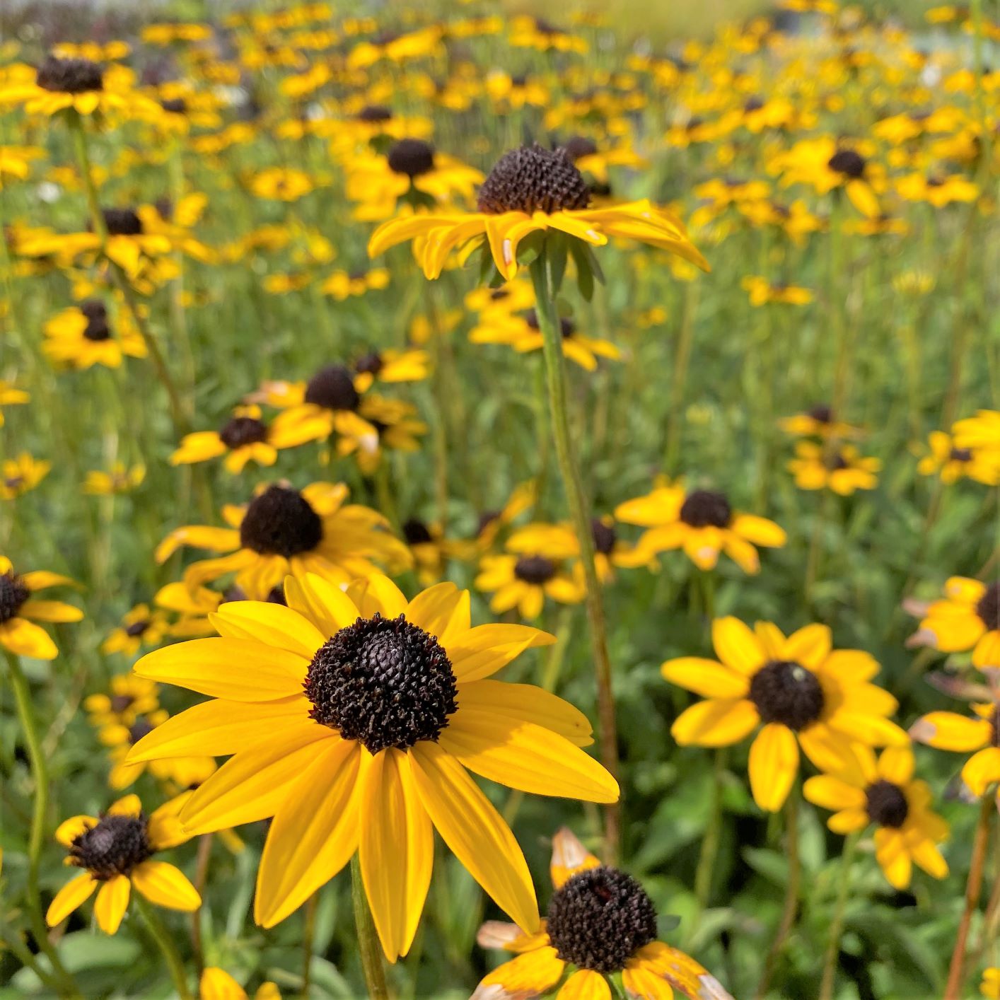 Black-eyed Susan