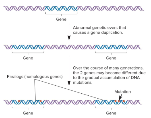 <p>This consists of two or more genes in a single species that are derived from the same ancestral gene. These can be formed as a result of chromosome duplications. Duplicated genes may accumulate mutations that alter their function, resulting in similar yet distinct functions. </p>