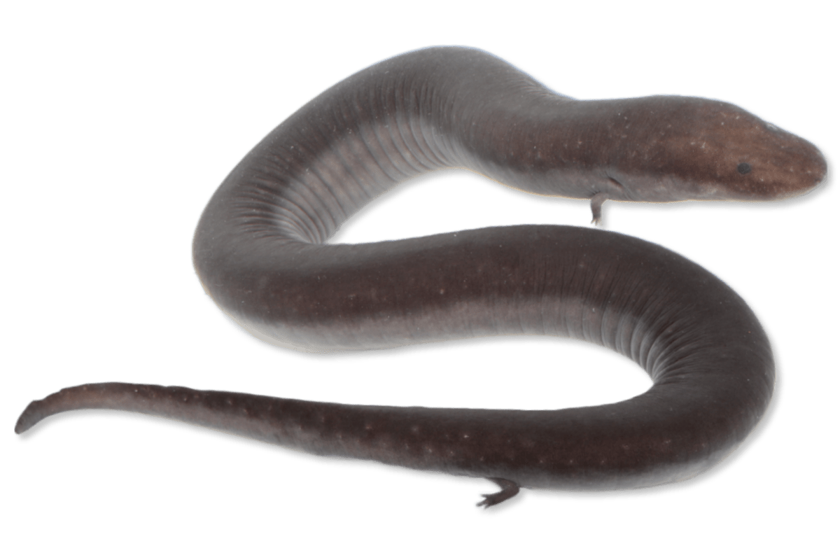 Three-toed Amphiuma